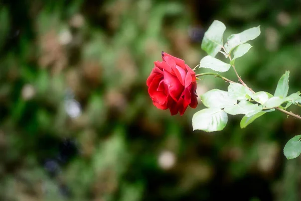 Una Rosa Rossa Nel Momento Della Bella Fioritura — Foto Stock