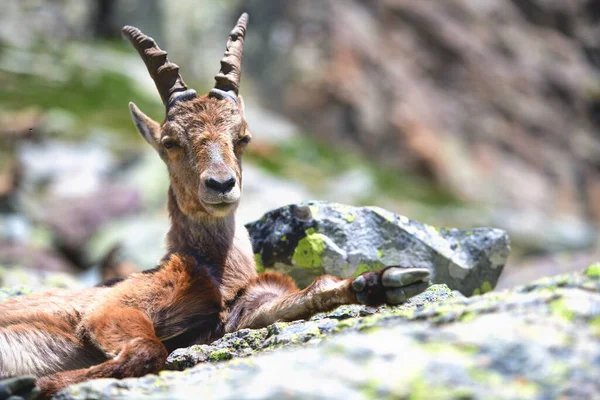 Ibex Θηλυκό Ξεκουράζεται Σκύβοντας Πέτρες Στις Αρχές Του Καλοκαιριού — Φωτογραφία Αρχείου