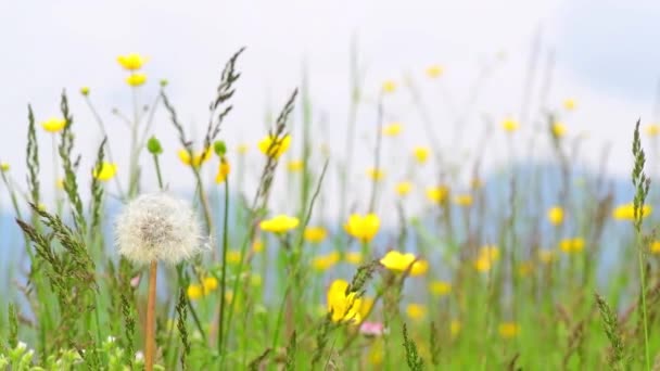 Fruchtstand Der Löwenzahnblüte Auf Einer Wiese — Stockvideo