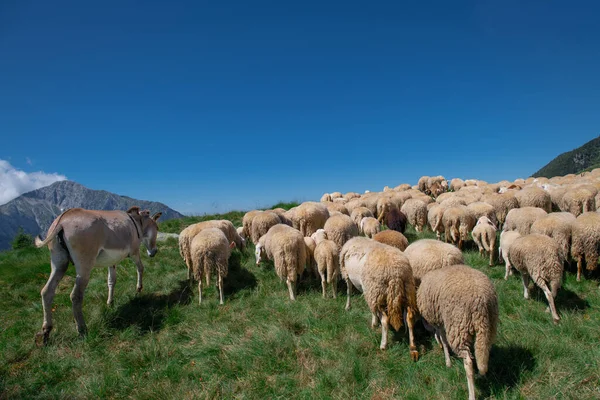 Flockof Sheep Donkey Mountain Pastur — Stock Photo, Image