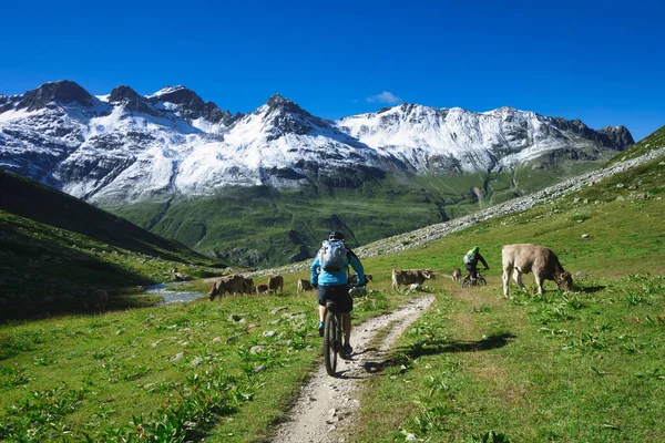 Bergfietser Passeert Een Kudde Koeien — Stockfoto