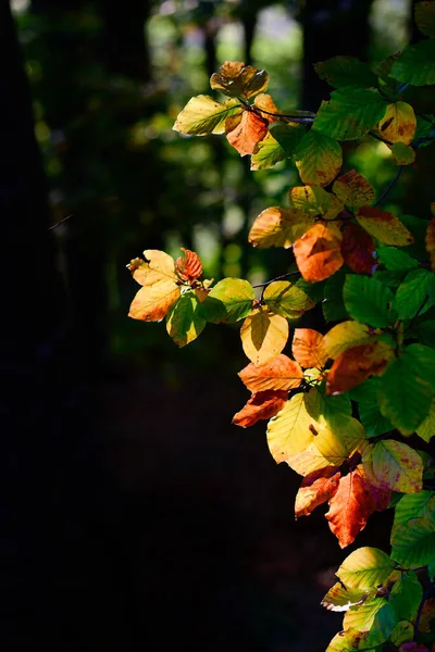 Die Sonne Erhellt Die Bunten Herbstblätter — Stockfoto