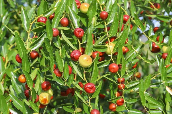 Hünnap, Kuruyemiş de alkol bir sindirim olarak veya taze yemek için kullanılan sonbahar sezonunun.