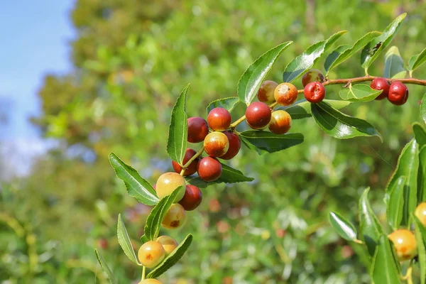 Hünnap, Kuruyemiş de alkol bir sindirim olarak veya taze yemek için kullanılan sonbahar sezonunun.