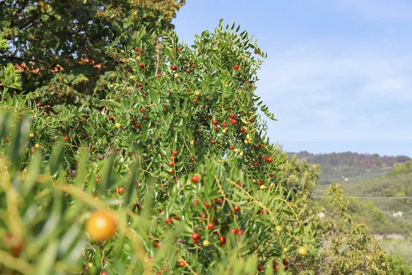 Hünnap, Kuruyemiş de alkol bir sindirim olarak veya taze yemek için kullanılan sonbahar sezonunun.
