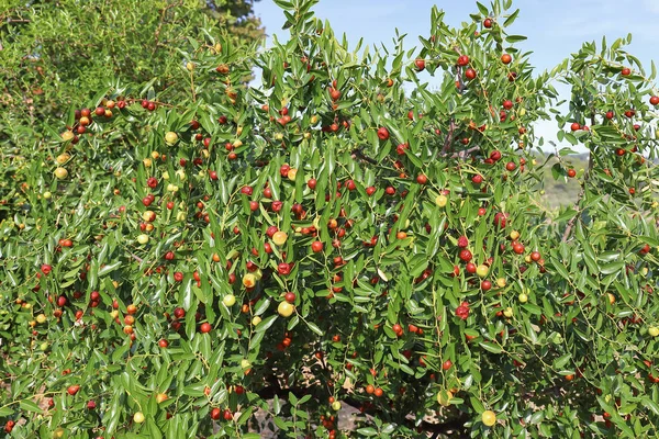 Hünnap, Kuruyemiş de alkol bir sindirim olarak veya taze yemek için kullanılan sonbahar sezonunun.