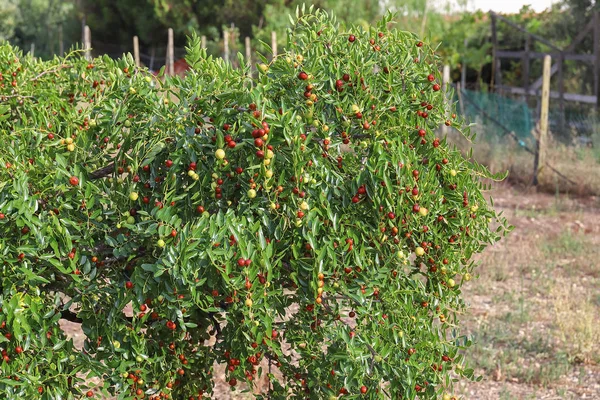 Jujube Frutos Secos Temporada Otoñal También Utilizado Alcohol Como Digestivo Imágenes de stock libres de derechos