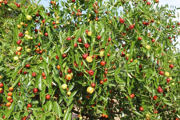 Jujube Gedroogde Vruchten Van Herfst Seizoen Ook Gebruikt Alcohol Als Stockfoto