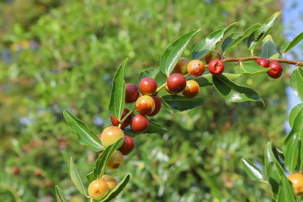 Jujube Torkade Frukter Höstsäsongen Används Också Alkohol Som Digestiv Eller Stockbild