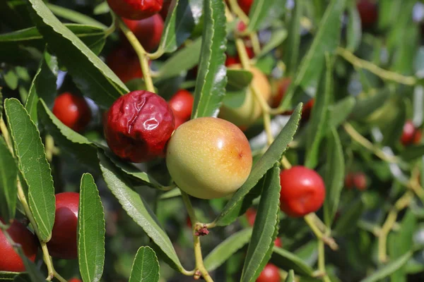 Jujube Torkade Frukter Höstsäsongen Används Också Alkohol Som Digestiv Eller Stockfoto