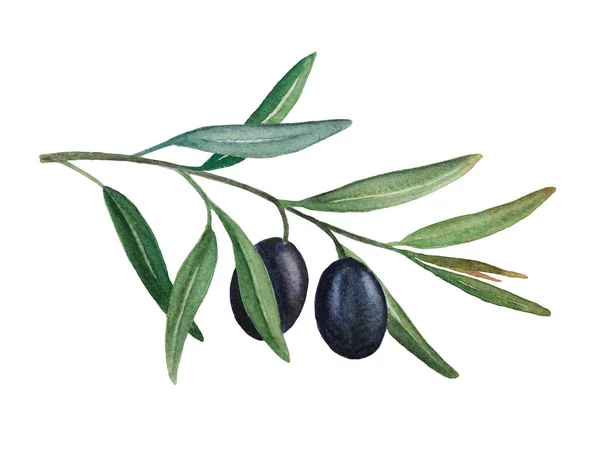 Olive branch with black olives watercolor illustration — Stock Photo, Image