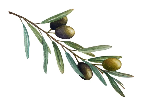 Ramo di ulivo con olive verdi acquerello illustrazione — Foto Stock