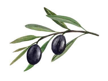Siyah zeytinli zeytin dalı suluboya illüstrasyon