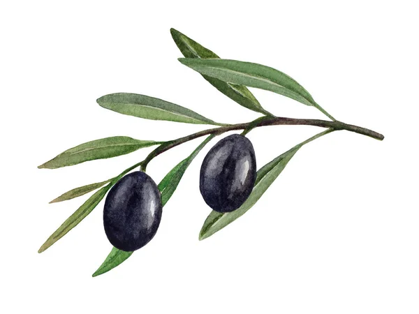 Ramo di ulivo con olive nere acquerello illustrazione — Foto Stock