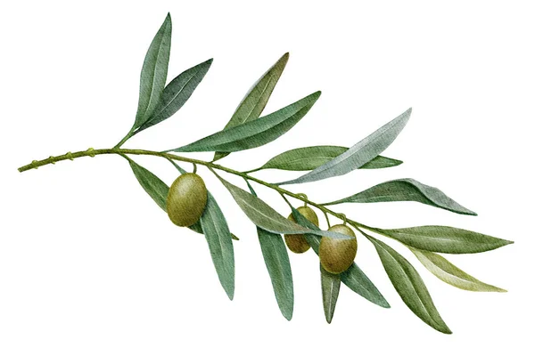 Ramo di ulivo con olive verdi acquerello illustrazione — Foto Stock