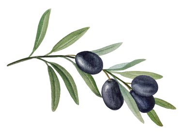 Siyah zeytinli zeytin dalı suluboya illüstrasyon