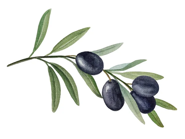 Olive branch with black olives watercolor illustration — Stock Photo, Image