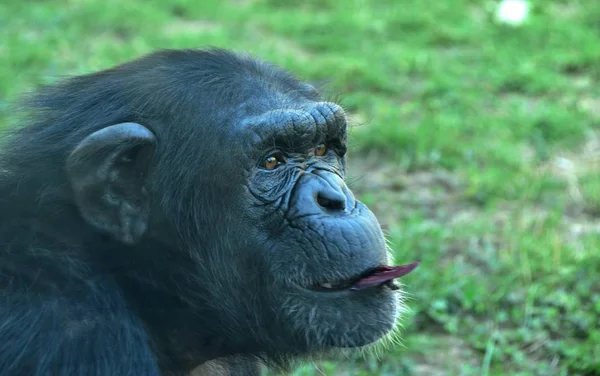 choking chimpanzee in zoo in summer time