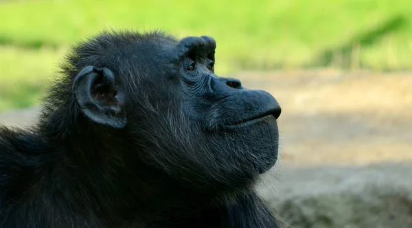 Chimpanzé sufocante no zoológico na hora de verão — Fotografia de Stock