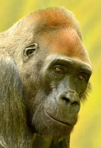 大猩猩在动物园摆姿势的肖像 — 图库照片