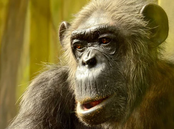 choking chimpanzee in zoo in summer time