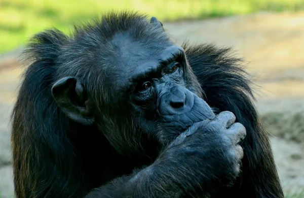 Verstikking chimpansee in Zoo in de zomertijd — Stockfoto