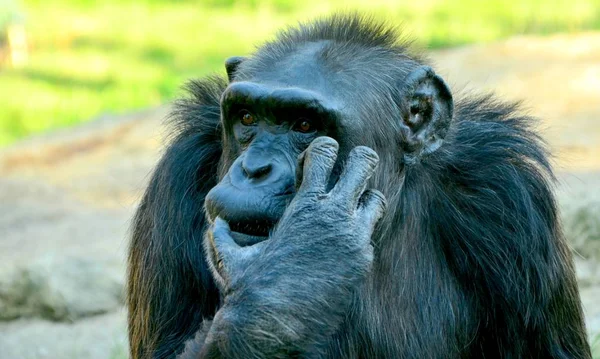 Chimpanzé étouffant dans le zoo en été — Photo