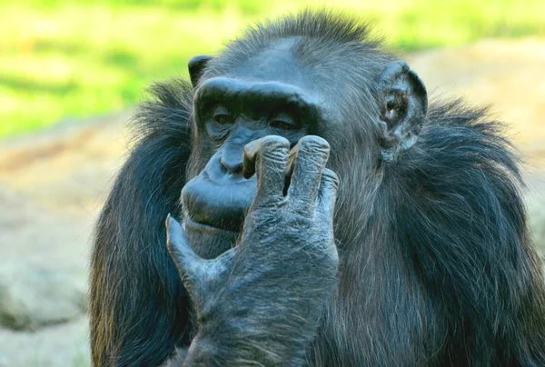 choking chimpanzee in zoo in summer time
