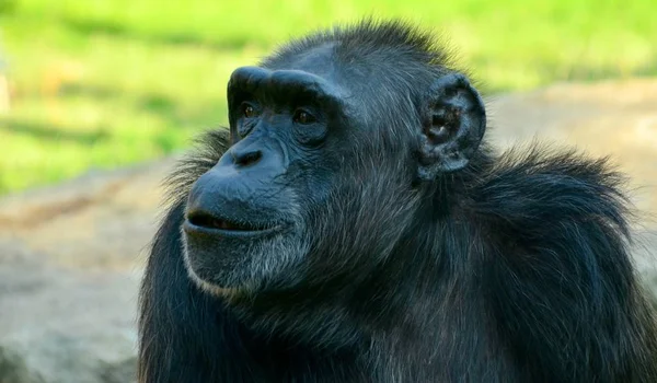 Chimpanzé étouffant dans le zoo en été — Photo