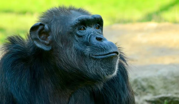 Chimpanzé étouffant dans le zoo en été — Photo