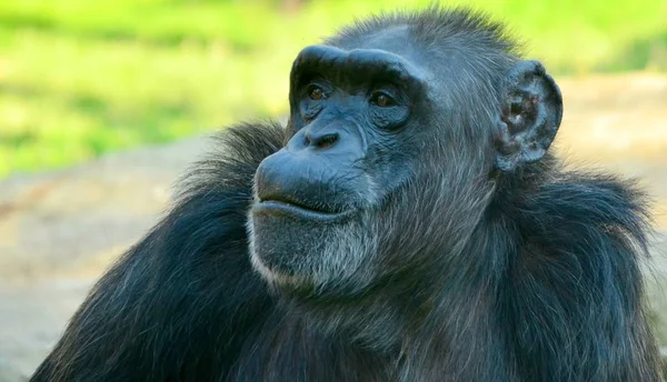 Chimpanzé étouffant dans le zoo en été — Photo