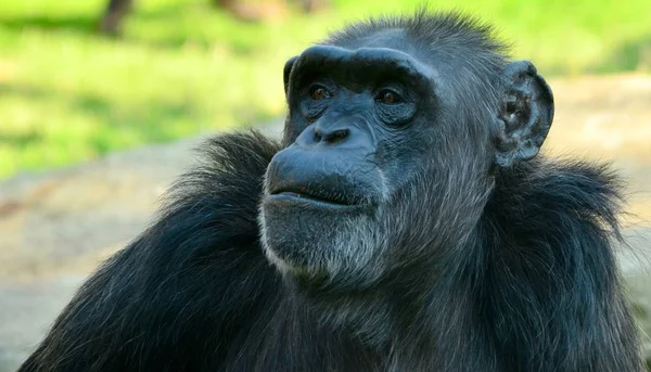 Chimpancé asfixiante en el zoológico en verano — Foto de Stock