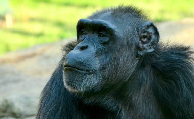 yaz aylarında hayvanat bahçesinde boğulma şempanze
