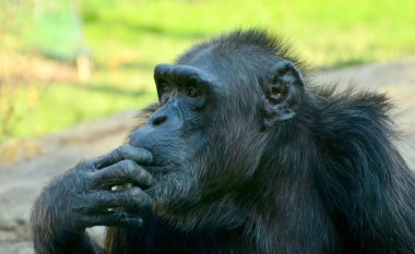yaz aylarında hayvanat bahçesinde boğulma şempanze