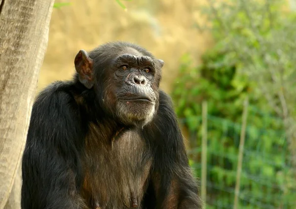 Kvävning schimpansen i Zoo i sommartid — Stockfoto