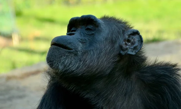 Πνιγμός χιμπατζής στο ζωολογικό κήπο τη θερινή ώρα — Φωτογραφία Αρχείου