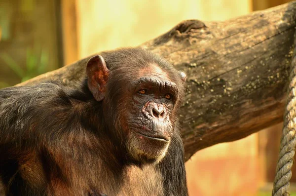 Chimpanzé étouffant dans le zoo en été — Photo
