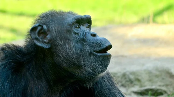 Задыхающийся шимпанзе в зоопарке в летнее время — стоковое фото