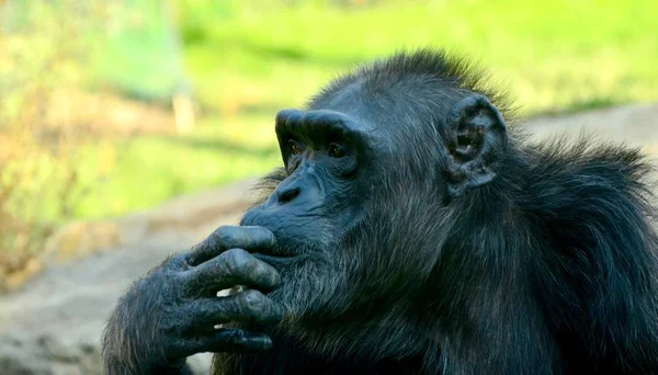 Chimpancé asfixiante en el zoológico en verano — Foto de Stock