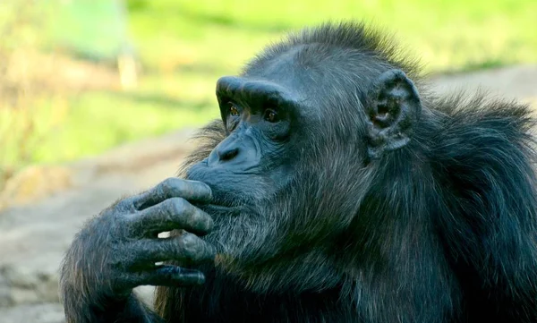 Chimpancé asfixiante en el zoológico en verano — Foto de Stock