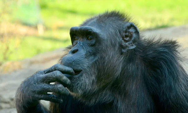 Chimpancé asfixiante en el zoológico en verano — Foto de Stock