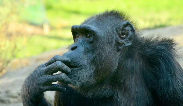 Chimpancé asfixiante en el zoológico en verano — Foto de Stock