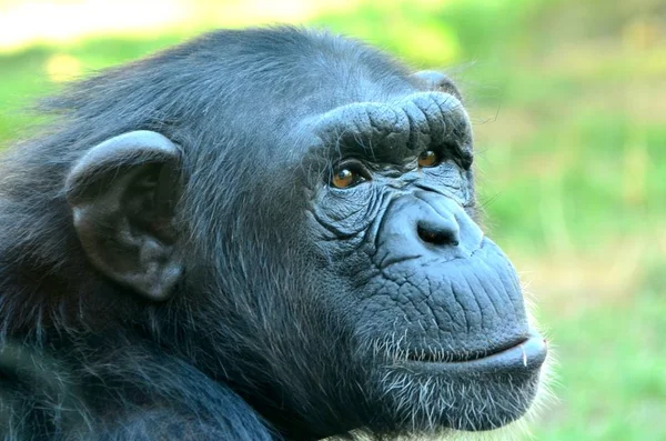 Chimpanzé étouffant dans le zoo en été — Photo