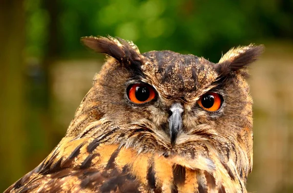 Close-up portrait of a eagle owl — Stock Photo, Image