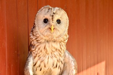 geçit töreninde bir baykuş portresi