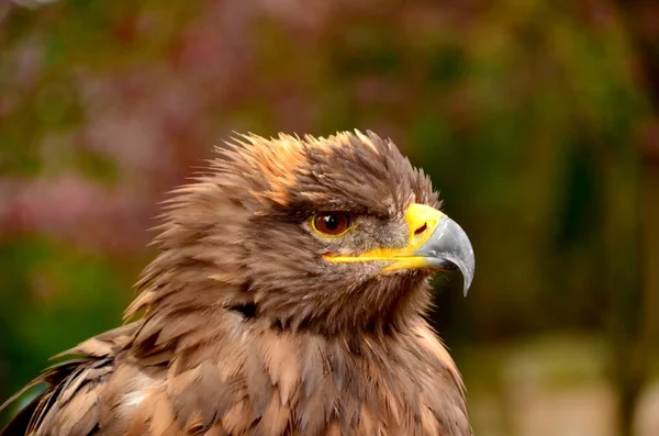 Retrato de un águila calva —  Fotos de Stock