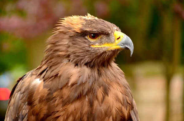 Retrato de un águila calva —  Fotos de Stock