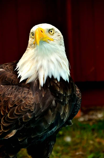 Portrait of a bald eagle — Stock Photo, Image
