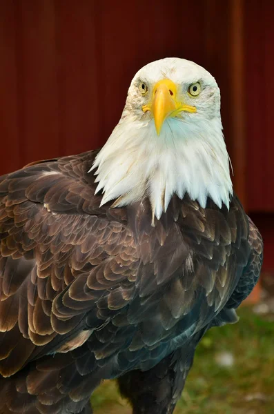 Портрет лысого орла — стоковое фото