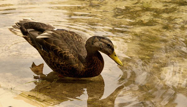 Duck Bathing Clear Water — Stock Photo, Image